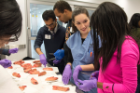 Second-year medical student Eve Kary provides guidance during the suturing workshop that made use of pigs’ feet.