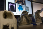 Jawbones of various mammals are on display during the FAVE lab’s presentation for National Biomechanics Day.