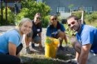 From left, medical students Sara Armstrong, Erin Clough, Weilin Chan and John Traversone remove weeds from the Pelion Community Garden during the Medical Student Day of Service.