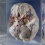 A specimen on display at the Brain Museum.