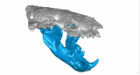 Digital, 3-D reconstructions of the skull — including jaws — of Siamogale melilutra, a giant prehistoric otter with a surprisingly powerful bite. Credit: Z. Jack Tseng