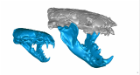 Profile view of a digital, 3-D reconstructions show the skulls — including the jaws — of the roughly 15-pound common otter Lutra lutra (left), and the roughly 110-pound Siamogale melilutra, a giant prehistoric otter with a surprisingly powerful bite (right). Credit: Z. Jack Tseng