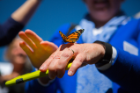 Dozens of butterflies were released, many alighting on those gathered. Photo: Douglas Levere