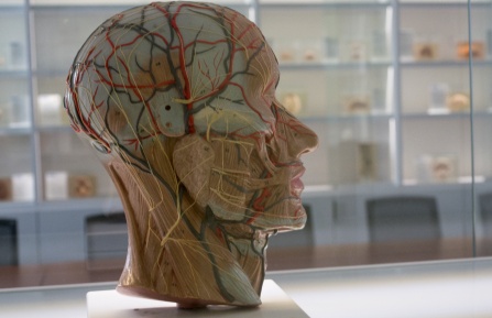 Brain Museum display. 