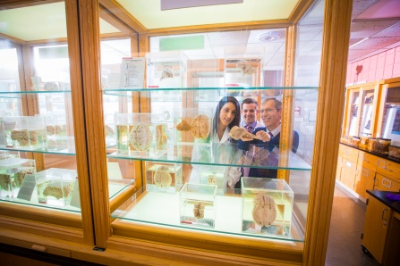 People looking at specimens through glass cases. 