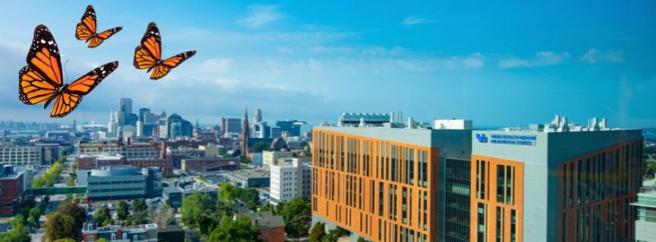 Butterflies flying over downtown Buffalo with the Jacobs School in view. 