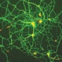 Scientific image. 