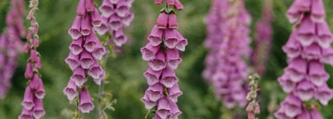 Foxglove in a field.