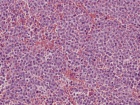 Zoom image: Cell stain