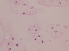 Zoom image: Cell stain