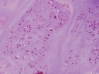 Zoom image: Cell stain