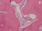 Zoom image: Cell stain