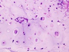 Zoom image: Cell stain
