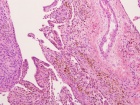 Zoom image: Cell stain