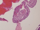 Zoom image: Cell stain
