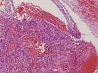 Zoom image: Cell stain