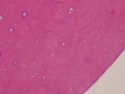 Zoom image: Cell stain