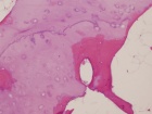 Zoom image: Cell stain