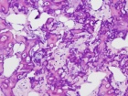 Zoom image: Cell stain