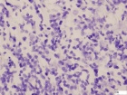 Zoom image: Cell stain