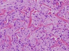 Zoom image: Cell stain