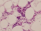 Zoom image: Cell stain