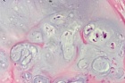 Zoom image: Cell stain
