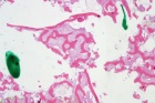 Zoom image: Cell stain
