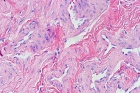Zoom image: Cell stain