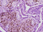Zoom image: Cell stain