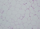 Zoom image: Cell stain