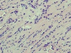 Zoom image: Cell stain