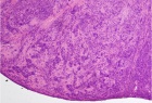 Zoom image: Cell stain