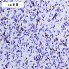 Zoom image: Cell stain