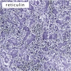 Zoom image: Cell stain