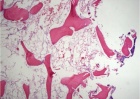Zoom image: Cell stain