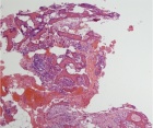 Zoom image: Cell stain