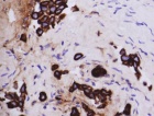 Zoom image: Cell stain