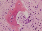 Zoom image: Cell stain