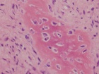 Zoom image: Cell stain