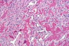 Zoom image: Cell stain