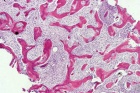 Zoom image: Cell stain