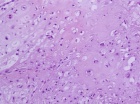 Zoom image: Cell stain
