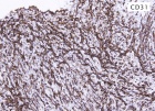 Zoom image: Cell stain