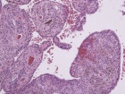 Zoom image: Cell stain