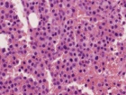 Zoom image: Cell stain