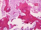 Zoom image: Cell stain