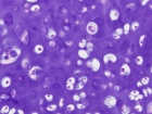 Zoom image: Cell stain