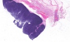 Zoom image: Cell stain