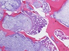 Zoom image: Cell stain
